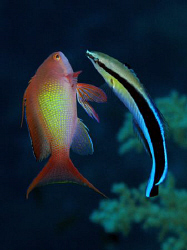 Shall we dance...?
Anthia and Cleaner Wrasse taken with ... by James Dawson 